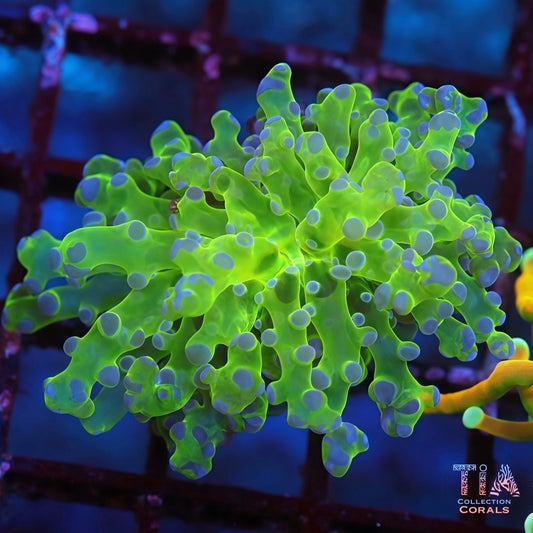 Super Neon Aussie Frogspawn (rare)