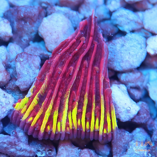 New TIA Thunder Rift Plate