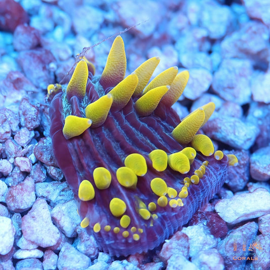 New Flush Lemon Plate