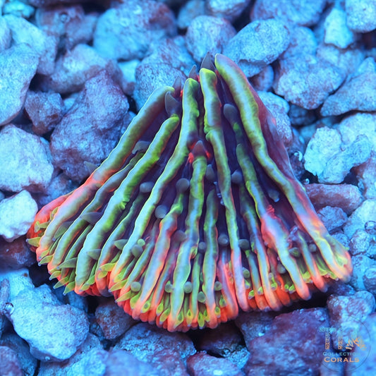 TIA Aurora Blossom Plate