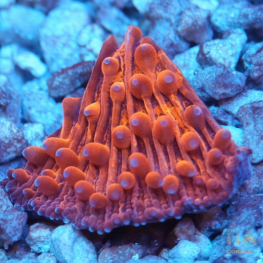 Bright Solid Orange Plate