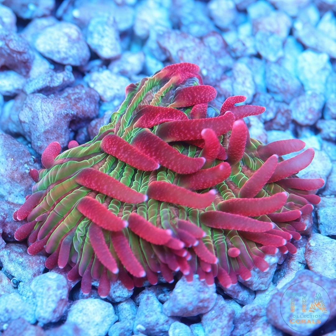 TIA Strawberry Rainbow Diaseris Plate