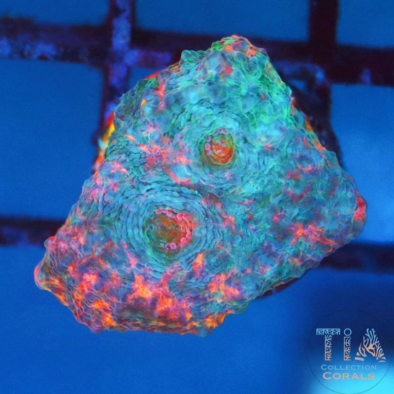 TIA Gumdrop Rainbow Chalice
