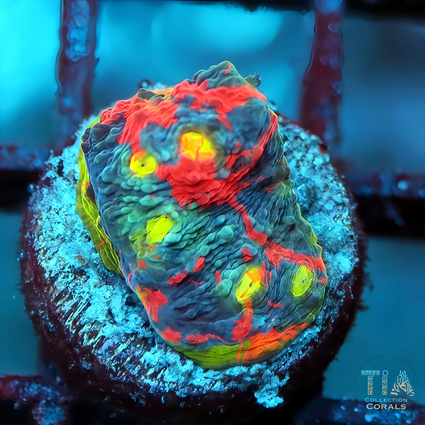 TIA Playdough Rainbow Chalice