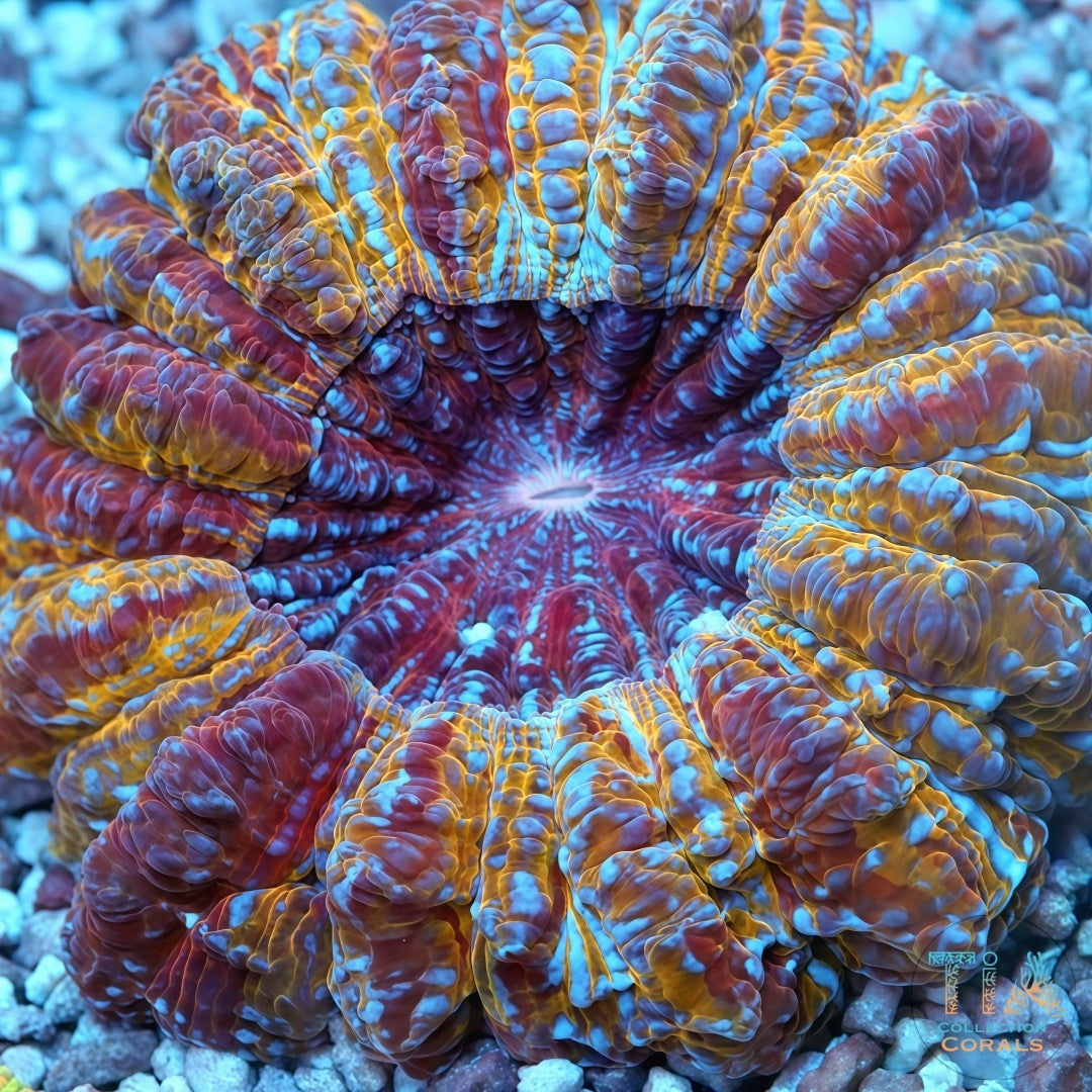 SUPER ULTRA Cynarina Open very big (Collector’s Coral)