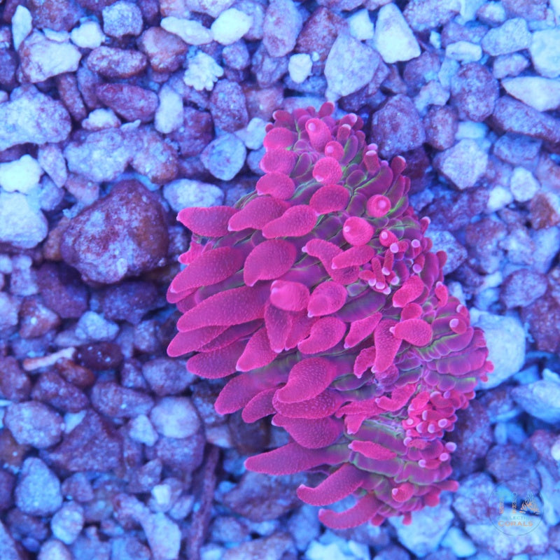 Ultra Pink diaseris