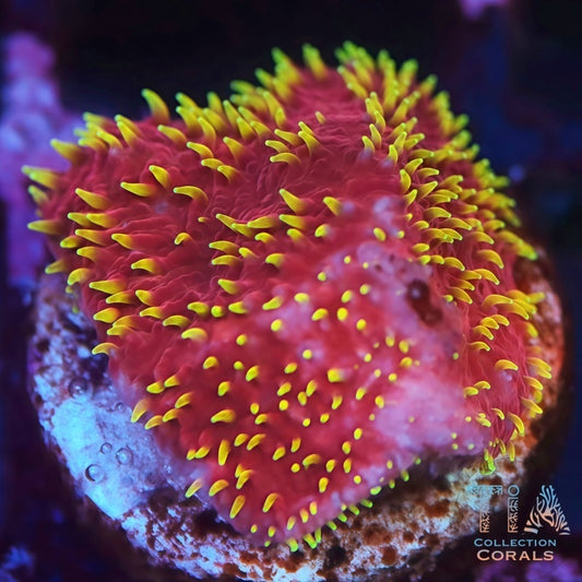 JF Freak Hair Lithophyllon