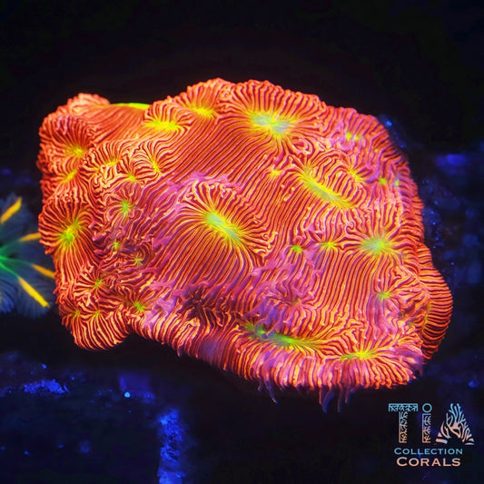 Lepto de lava azul