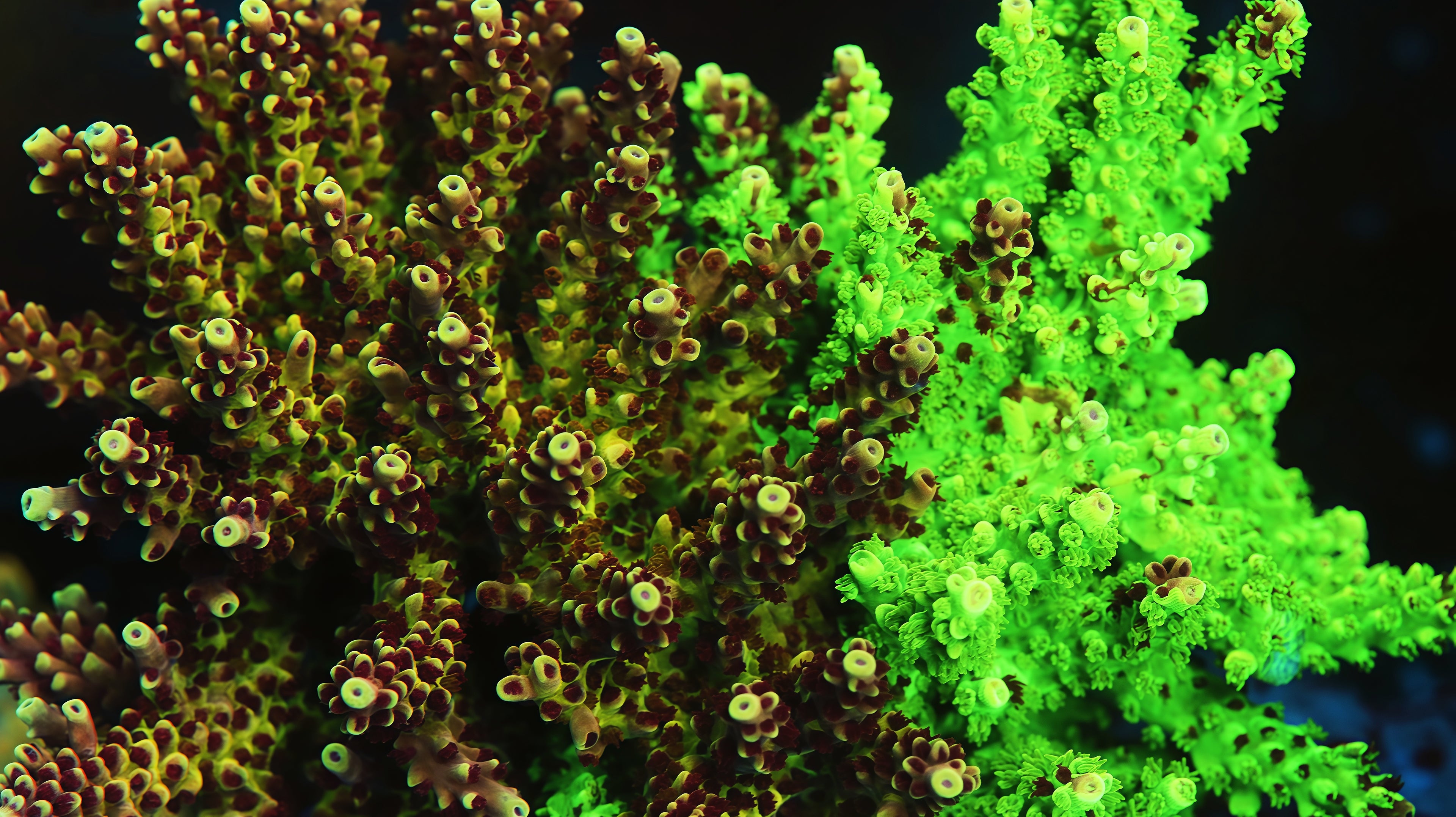Jekyll and Hyde Acropora, Tia collection coral store signature, dual color grafted coral,