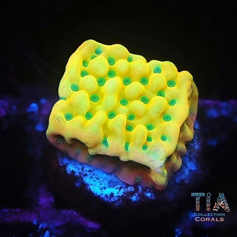 Kung Pao Montipora