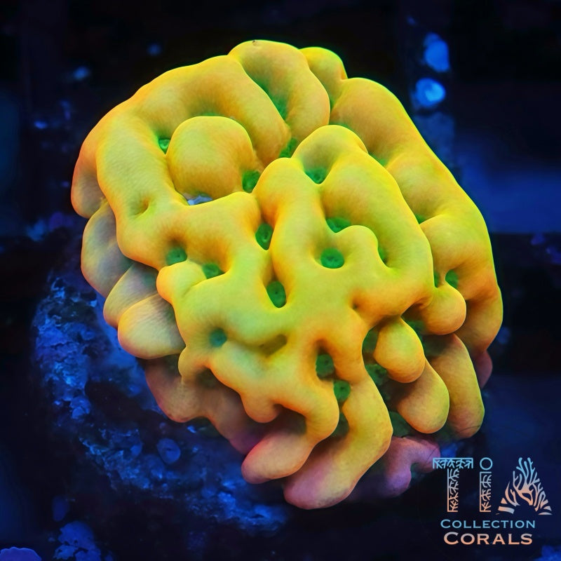 Kung Pao Montipora