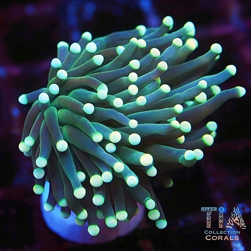 THE CORAL 稀少 7インチ 3枚セット Light Green Torch LPS Coral | Tia Coral – TIA Corals