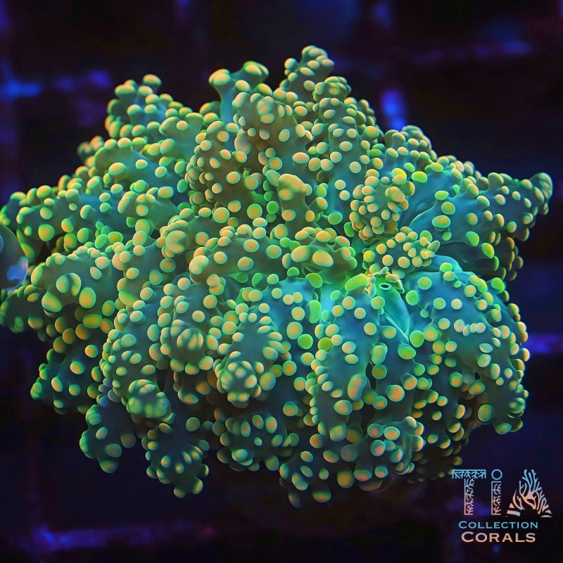 珊瑚 Lime Green Octospawn LPS Coral | TIA Coral