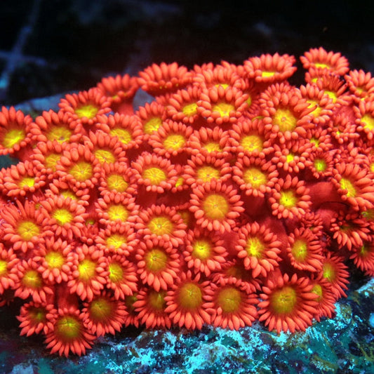 Eternal Phoenix Goniopora (inquire only)