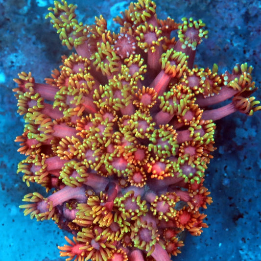 Rainbow Grafted Goniopora (inquire only)