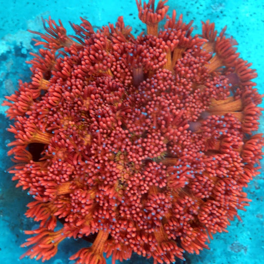 Mandarin Goniopora (inquire only)