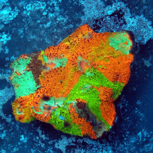 Inferno Prism Chalice (inquire only)