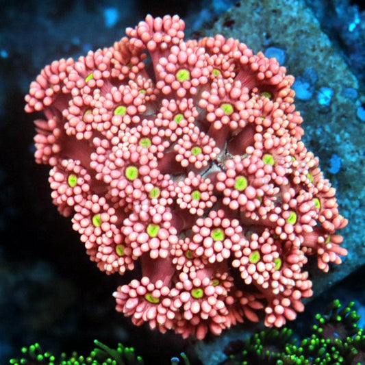 Firecracker Goniopora (inquire only)
