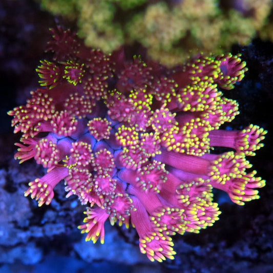 Hot Pink Lemonade Goniopora (inquire only)