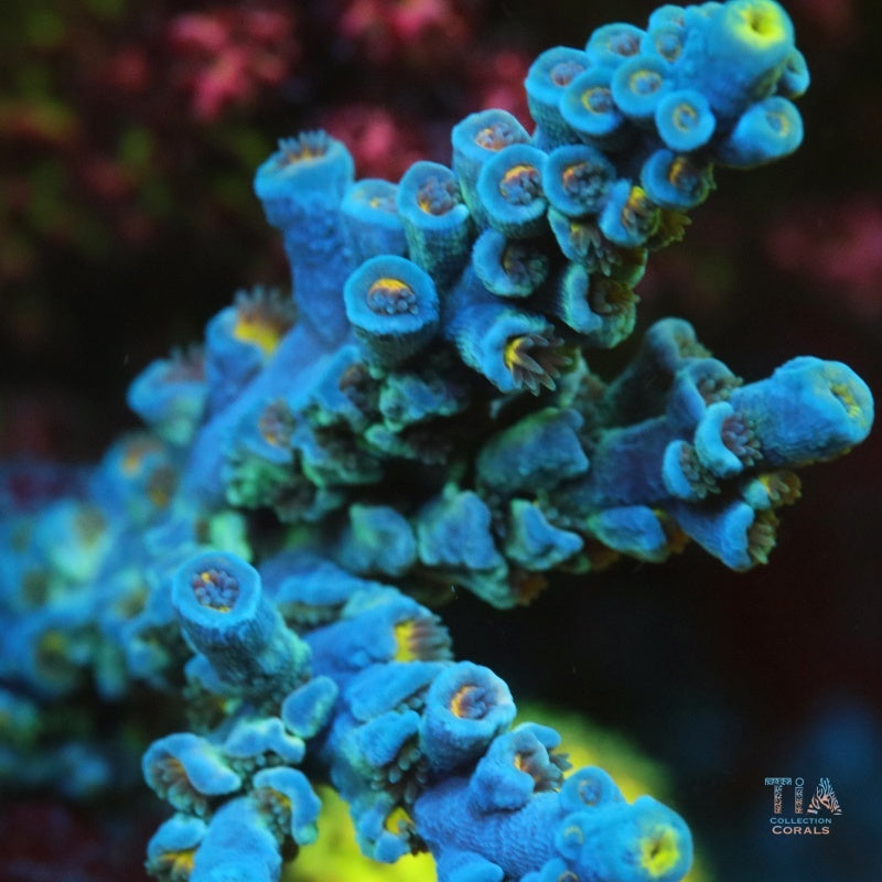 Gominolas azules (cortadas a pedido)