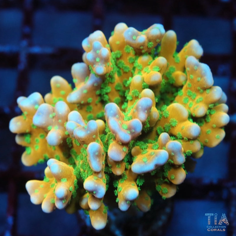 RRC Tropicana Anacropora Colony(按订单切割)