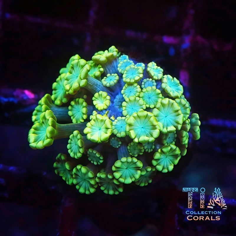 Alveopora Resplandor Esmeralda