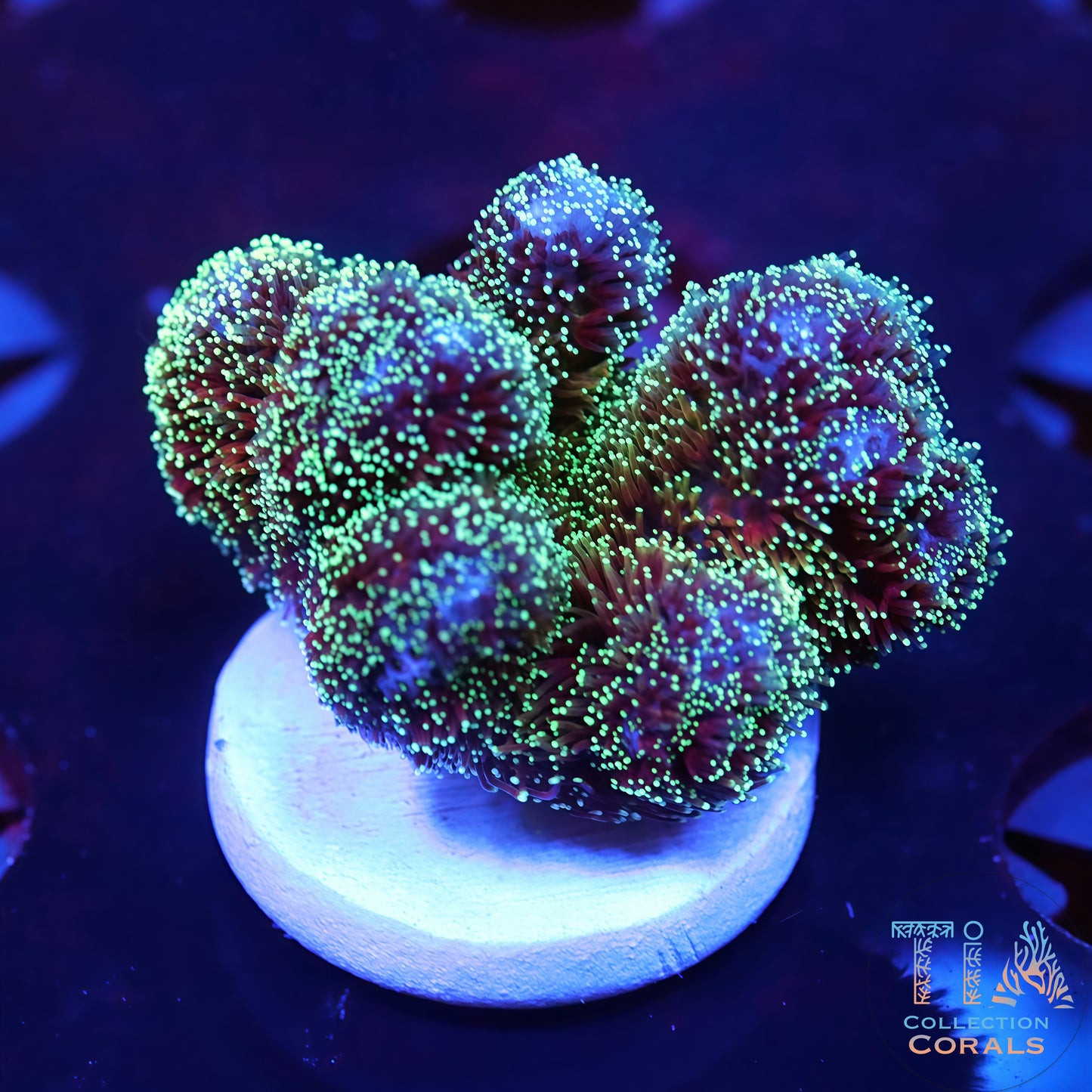 Fragmento de Pocillopora verde menta