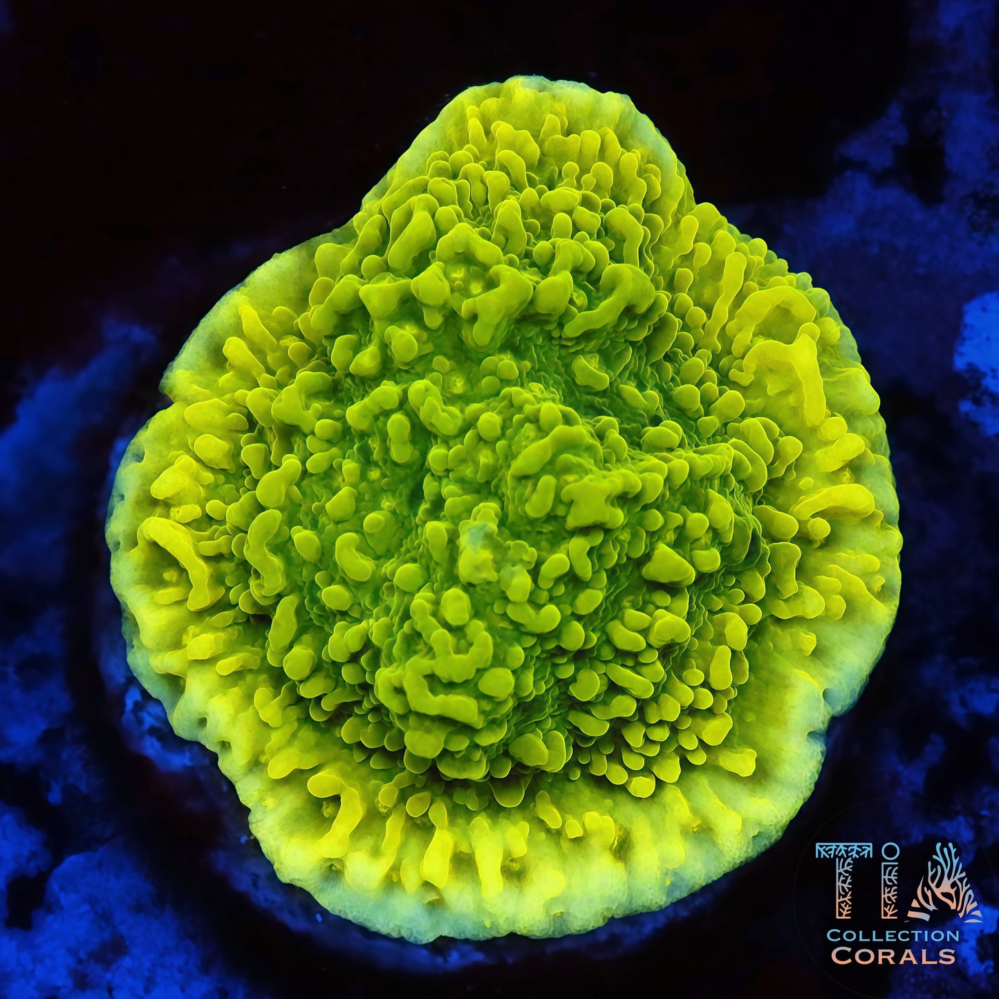 Neon Green Plating Montipora Frag