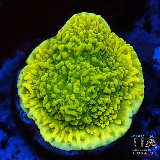 Neon Green Plating Montipora Frag