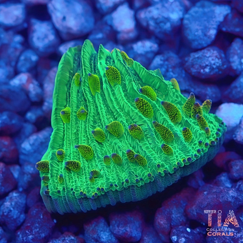 Neon Green Glitter Plate