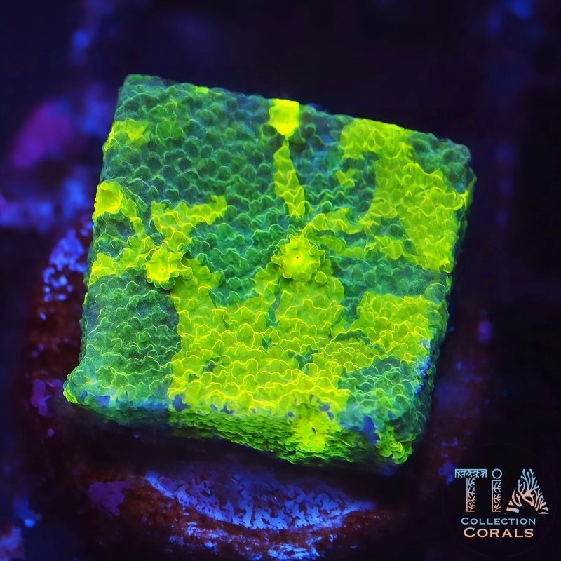 Neon Green Grafted Montipora