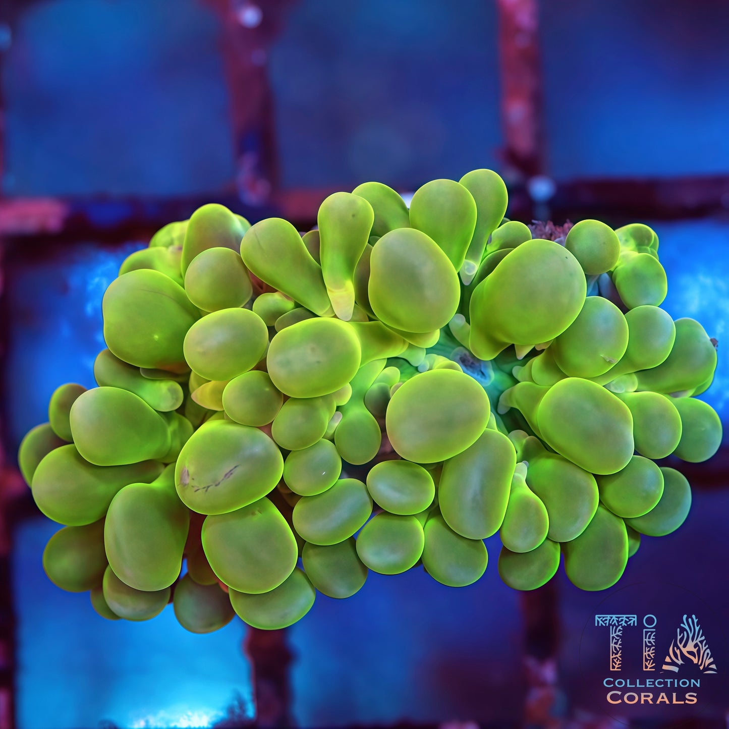 Neon Green Pearl Bubble Coral