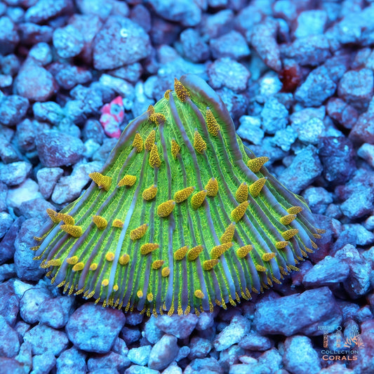 New RARE Glitter Plate