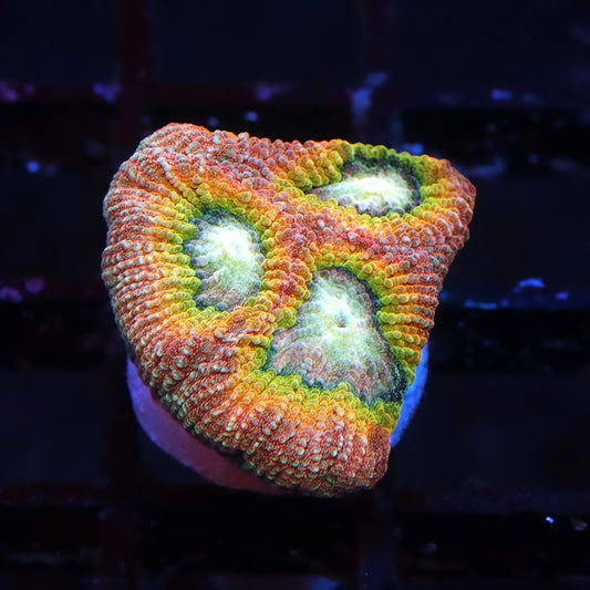 New Release Gragon Slayer Favia