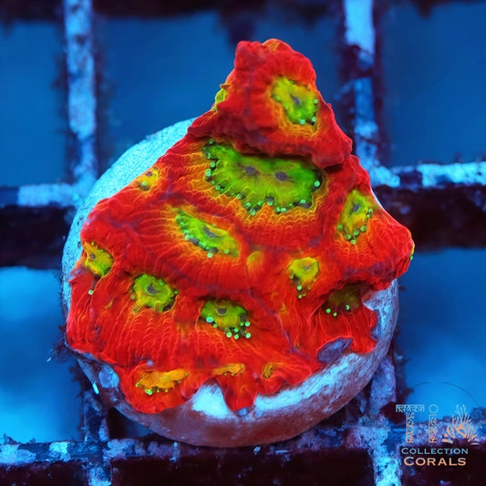 TIA Amazing Spicy Favia