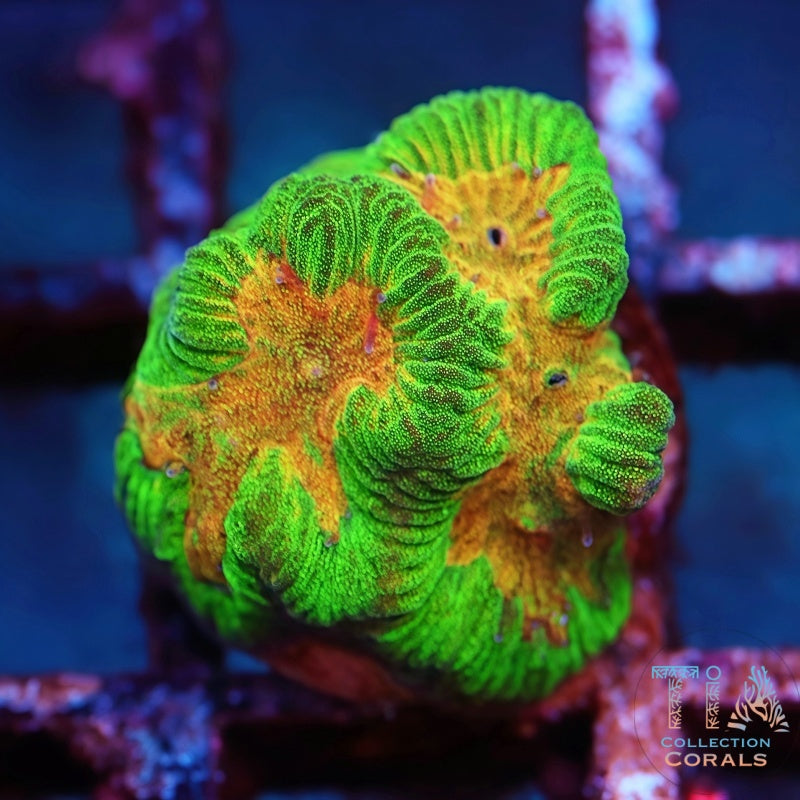 Laberinto del núcleo fundido