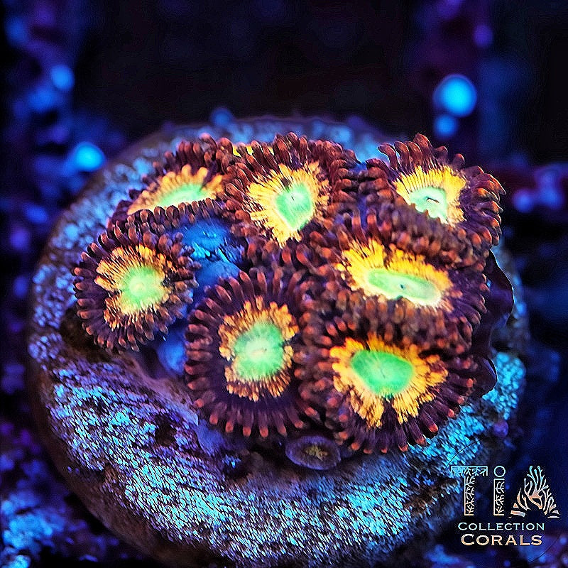 TIA Solar Fallout Zoanthids