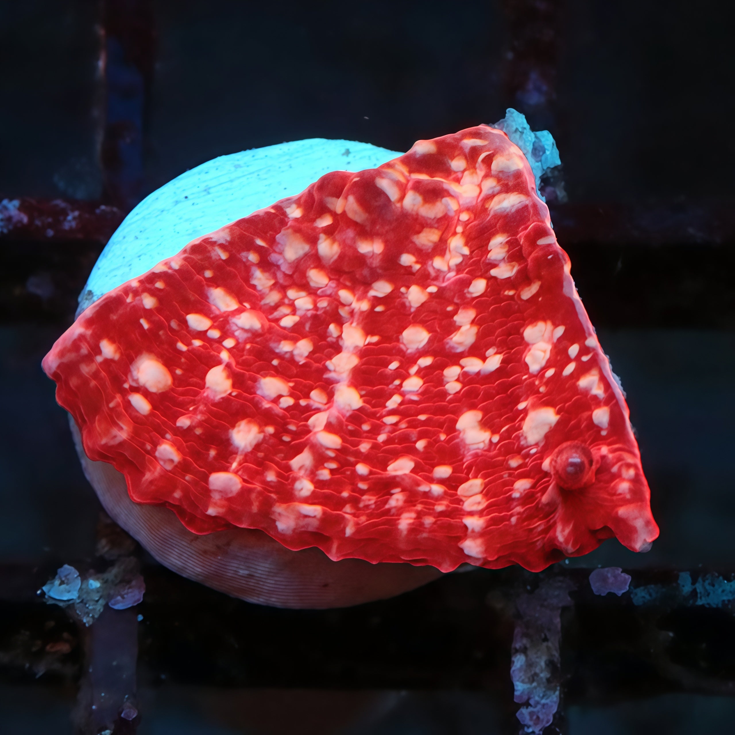 Coral様　3点おまとめ TIA Bloody Snow Chalice LPS Coral | Tia Coral – TIA Corals