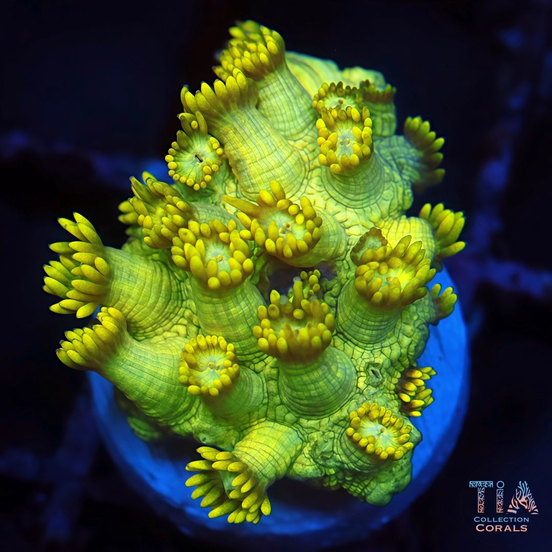 Solid Yellow Goniopora