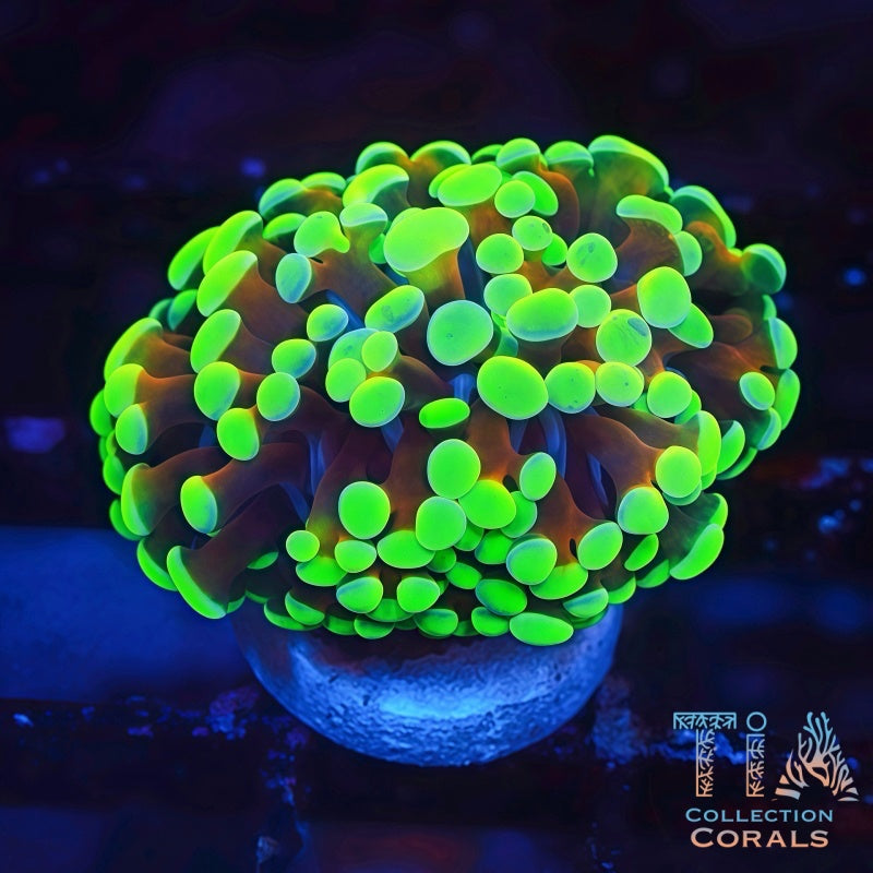Toxic Lighting Branching Frammer Frag