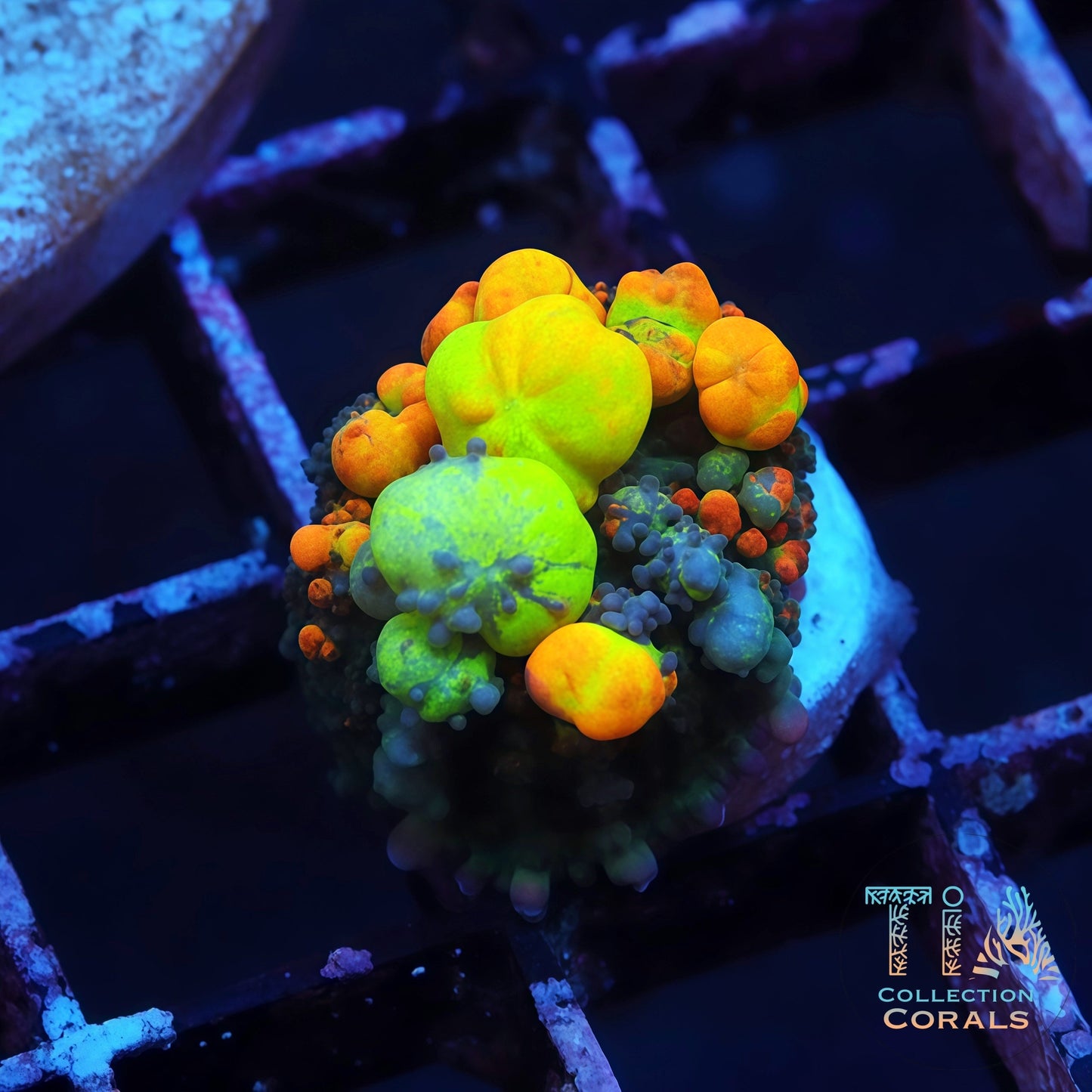 OG Bounce Mushroom (Rainbow bubbles Lineage)