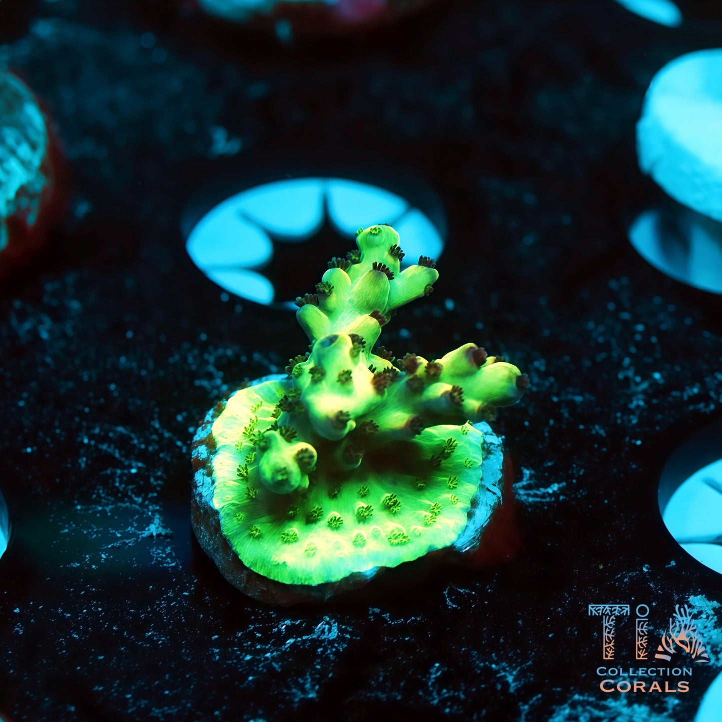 ORA Pearlberry Acropora