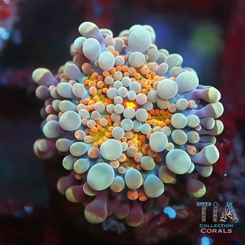 Golden Eye Yuma Mushroom