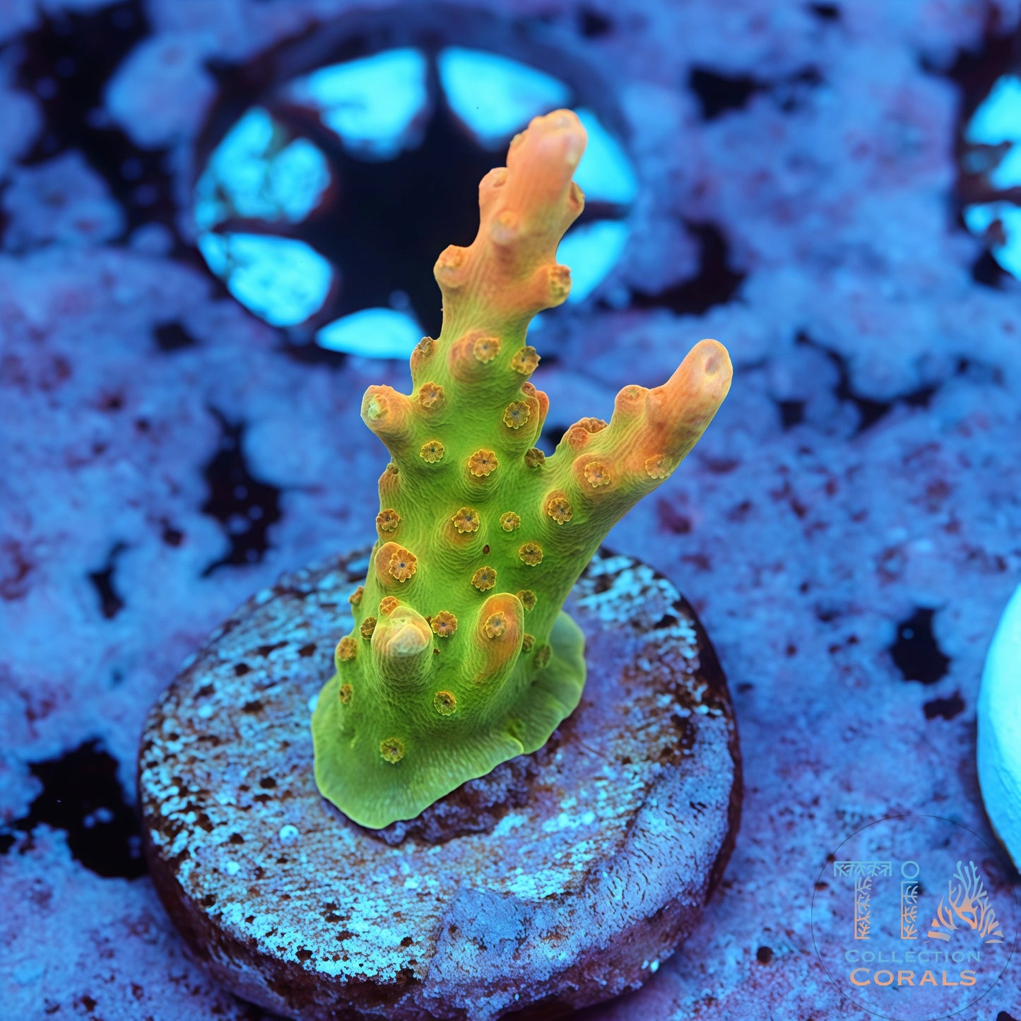 Orange Creamsicle Acropora