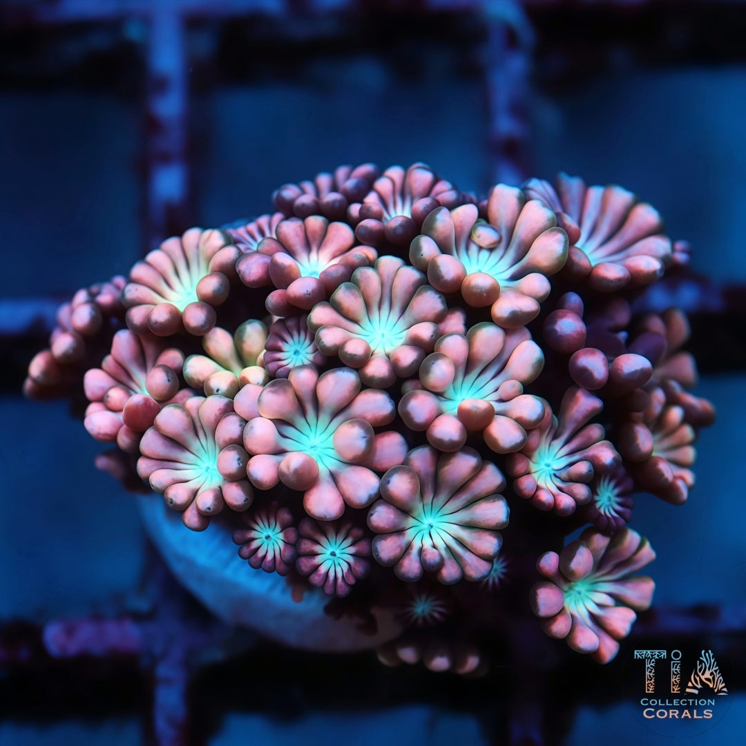 ARC Cotton Candy Alveopora