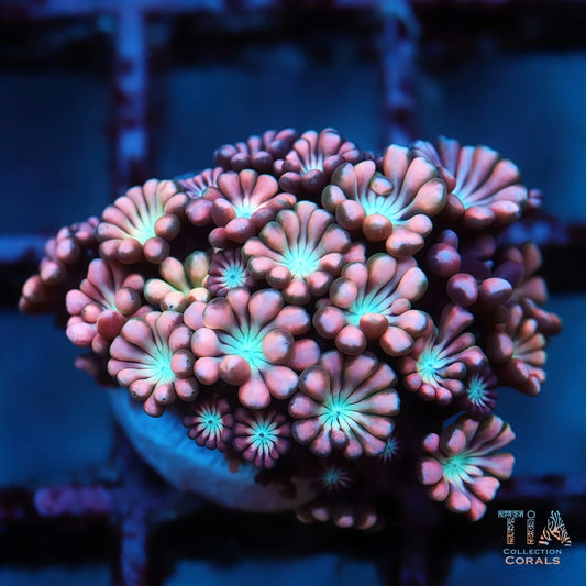 ARC Cotton Candy Alveopora