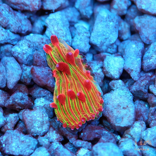 KC The Grinch Diaseris Plate