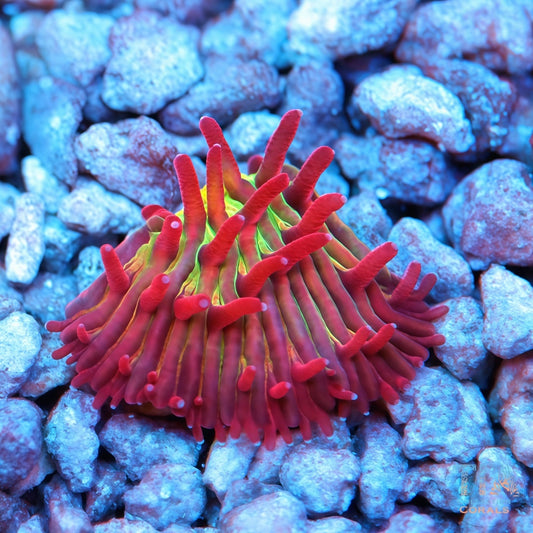 TCK Crazy BSA Diaseris Plate