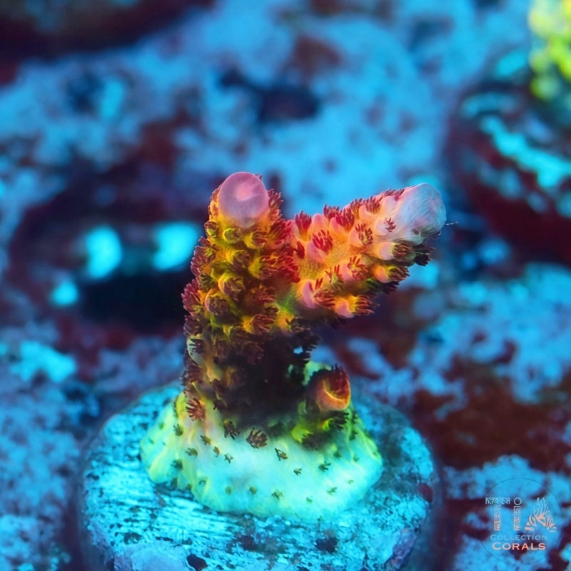Fragmento de Acropora arcoíris para PC