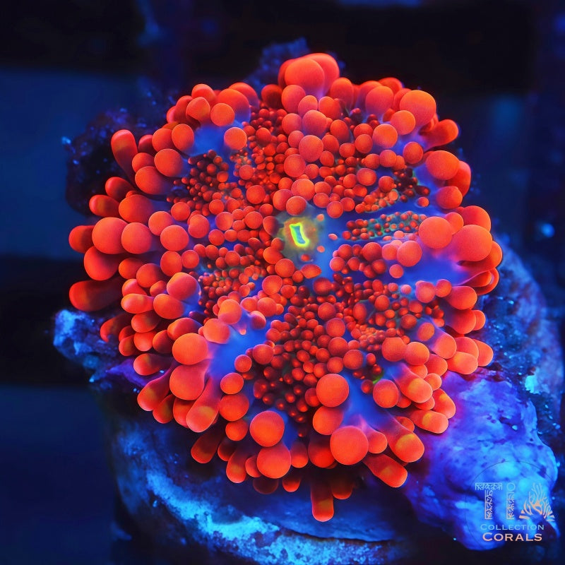 POTO Baby Zilla Yuma Softies Coral | Tia Coral – TIA Corals